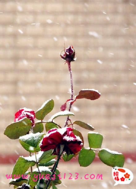 雪后的月季花(圖2)